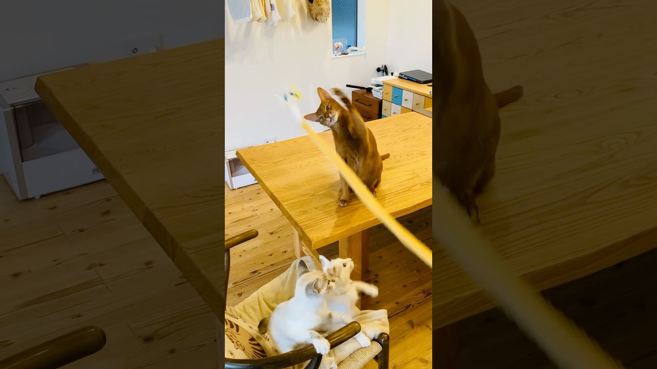 先輩も参加中〜✨#猫#いぶりん#こころ#アビシニアン#レッド#フォーン#play#cat#abyssinian#fawn #red#雪月花#子猫#猫#シャムMIX#play#cat#kitten