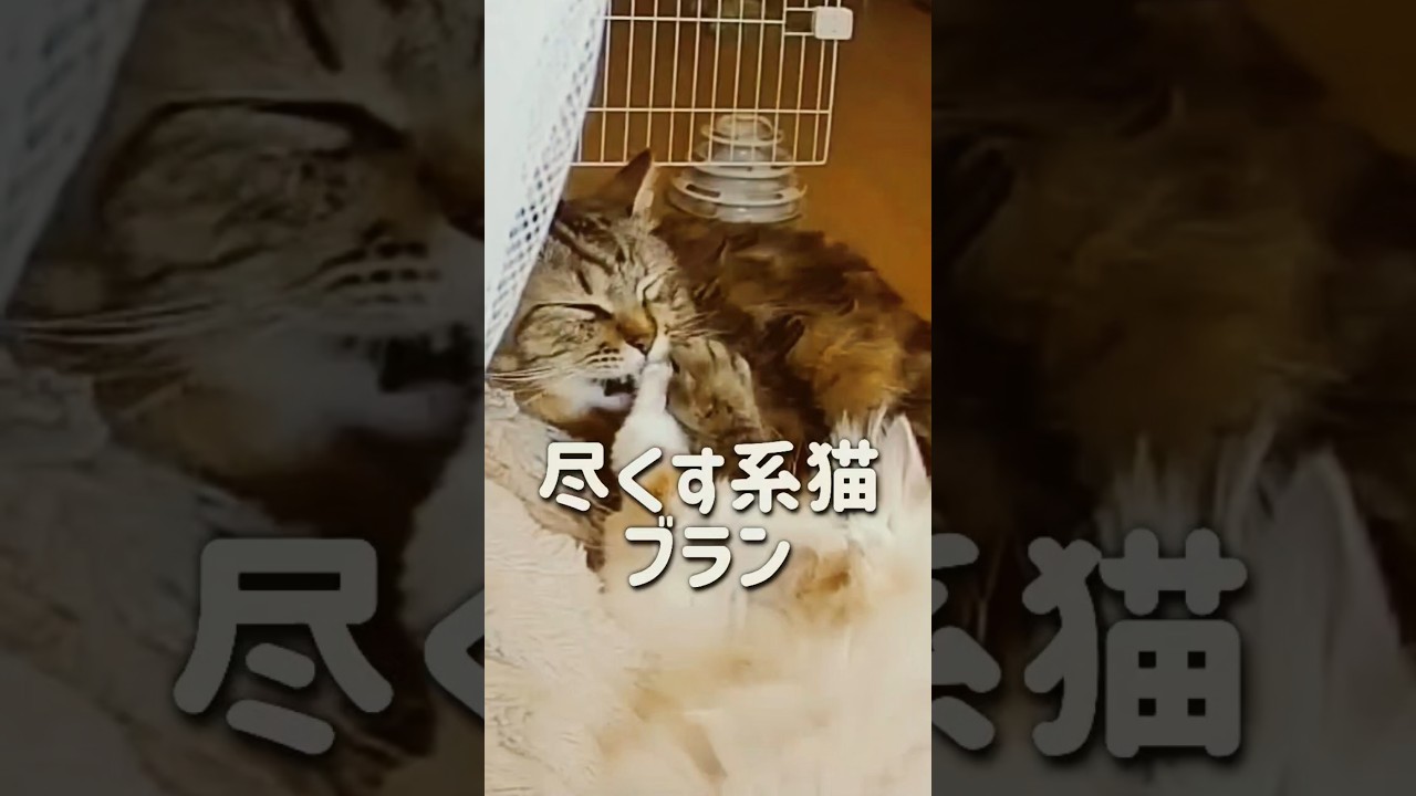 仲良し兄弟#ラガマフィン #猫のいる暮らし #保護猫
