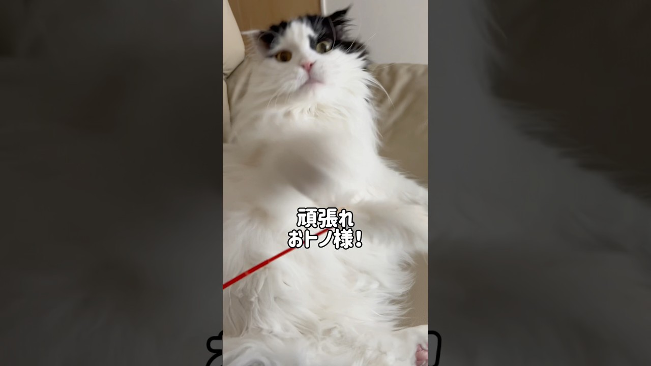 【上半身エクササイズ】おくつろぎ中もしっかりエクササイズ！ #shorts #cat #スコティッシュフォールド #ハチワレ #猫のいる暮らし #猫動画 #catvideos