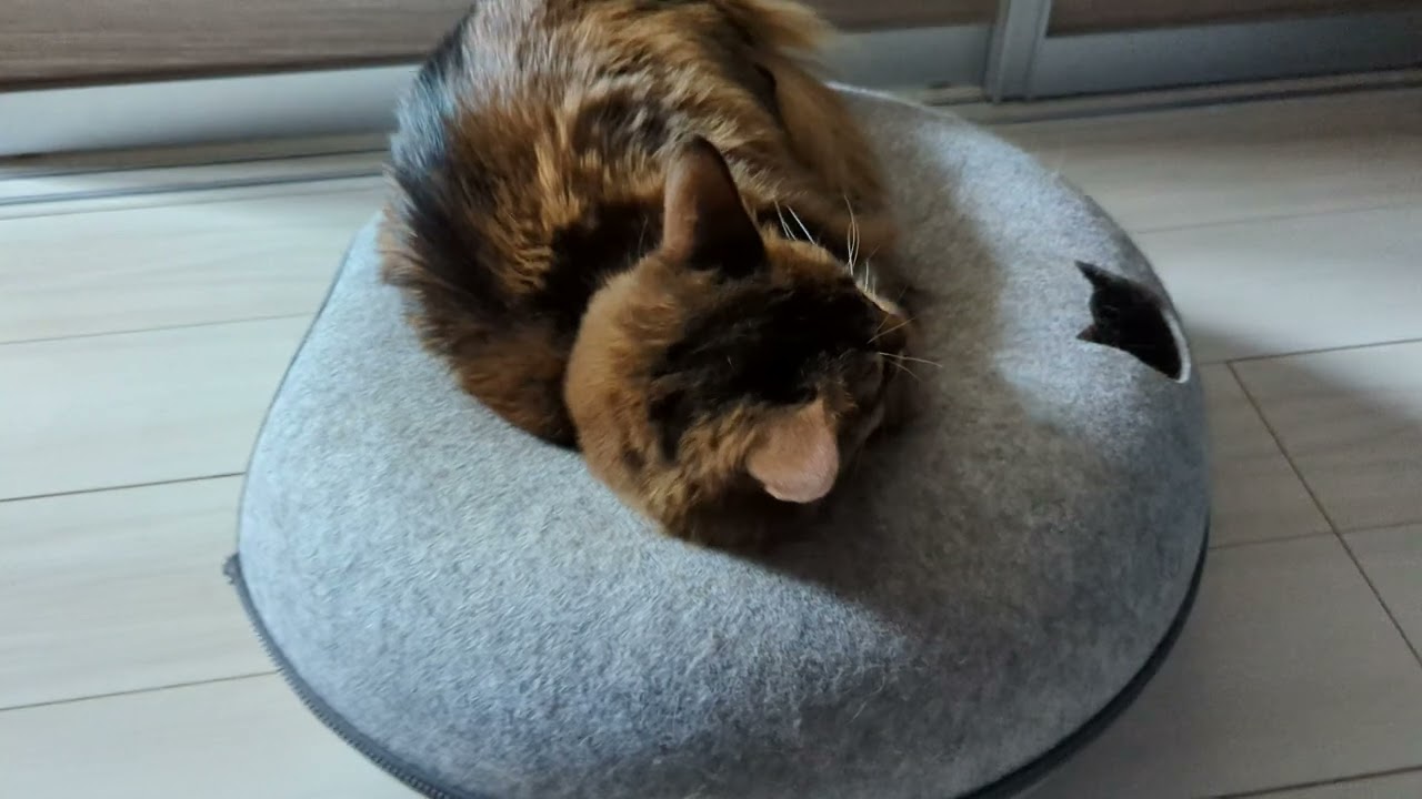 【1143日目】頭どこ！？ #ソマリ #cat