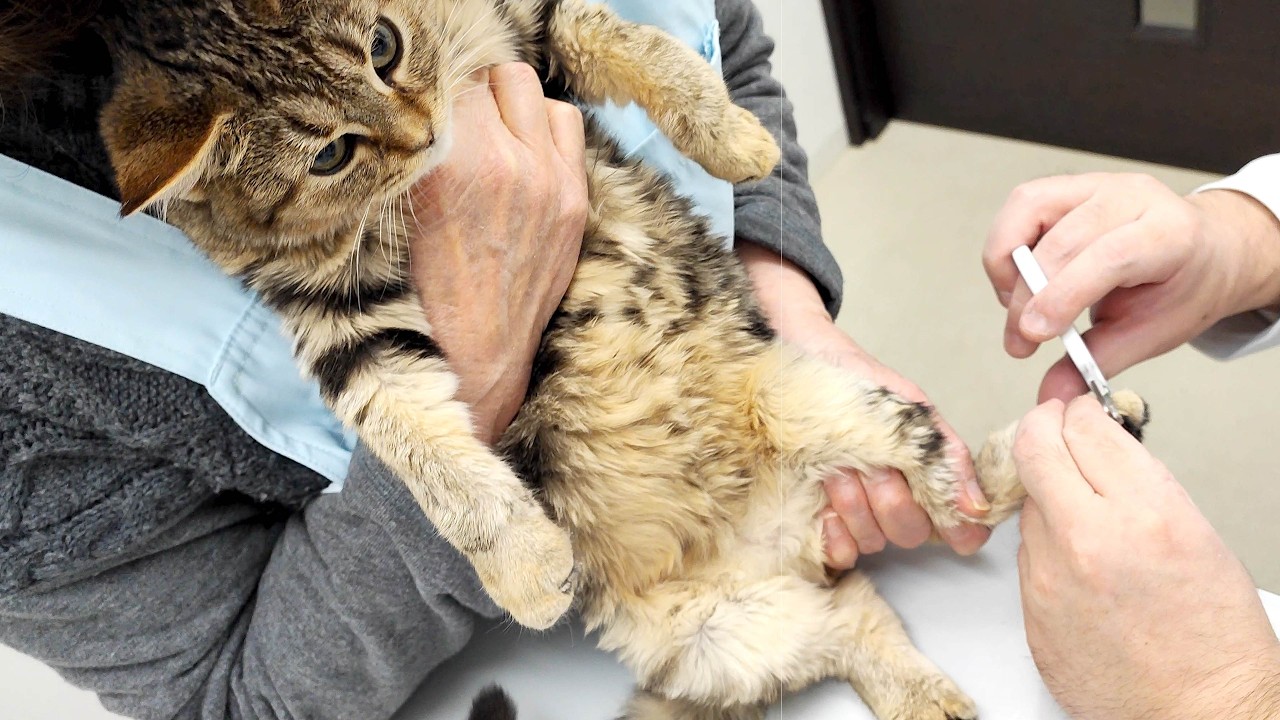 子猫が2軒の病院をはしごする姿が健気すぎました。