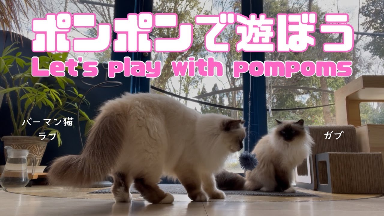 バーマン猫ガブとラフ【ポンポンで遊ぼう】Let's play with pompoms（バーマン猫）Birman/Cat
