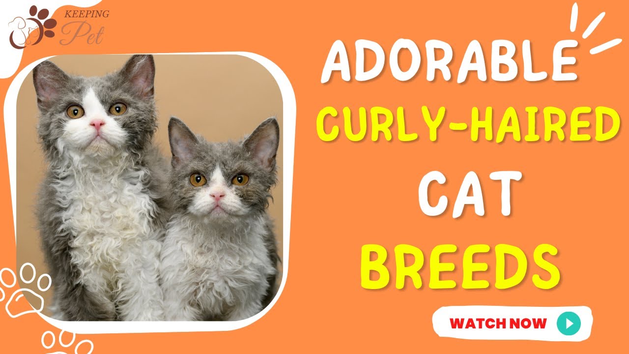 Adorable Curly-Haired Cat Breeds