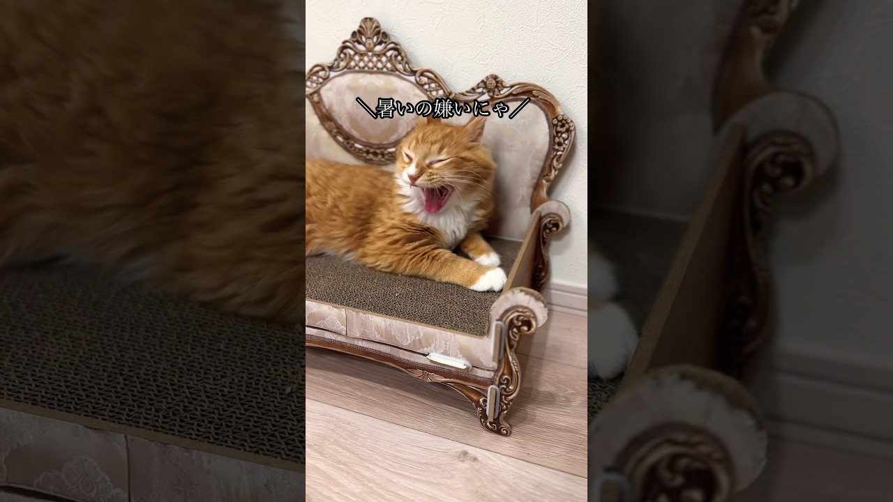 爪研ぎソファでくつろぐヴェルくん #猫#cat#サイベリアン#Siberian#子猫#고양이#猫のいる生活