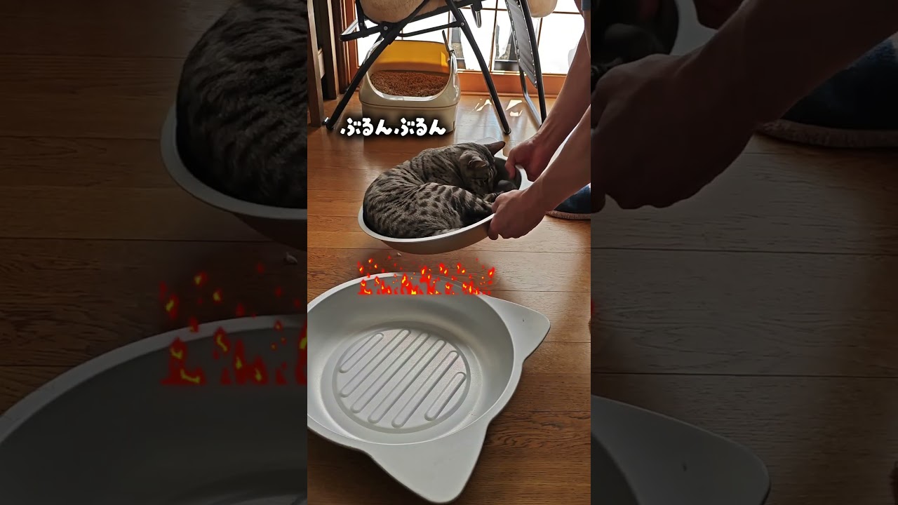 【猫動画】飼い主から謎の遊びをされるベンガル猫　#cat  #cats #shorts #猫 #ねこ