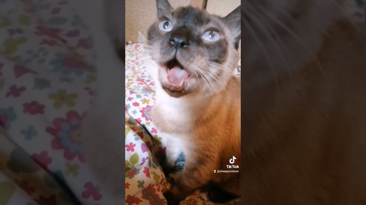 シャム猫#shorts #cat #猫#シャムミックス #15歳