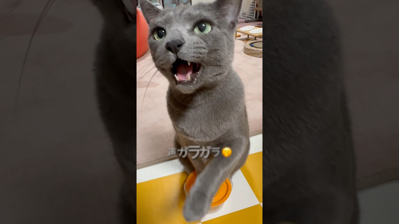 【ロシアンブルー】今朝のめろんのおねだりこんな感じです🤗【猫】#shorts
