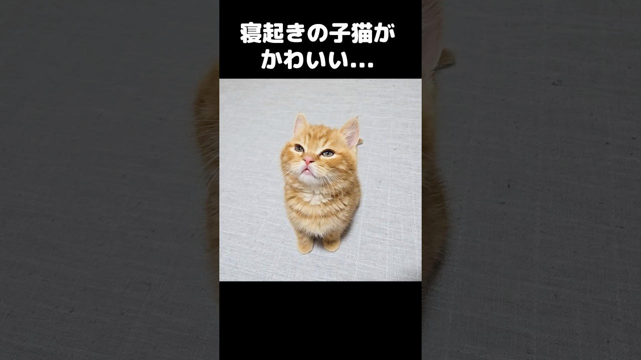 寝起きの子猫がかわいい...笑#shorts