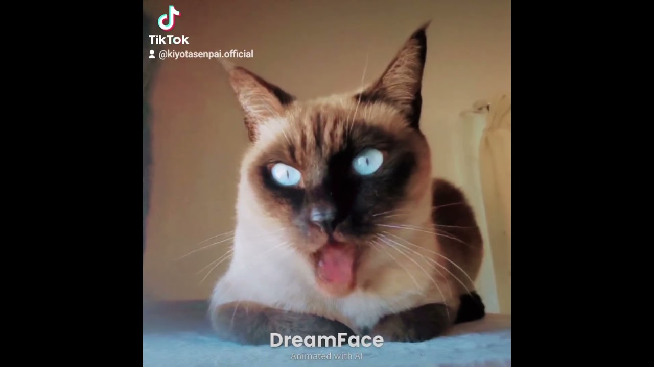 おにのパンツ シャム猫 #siamese