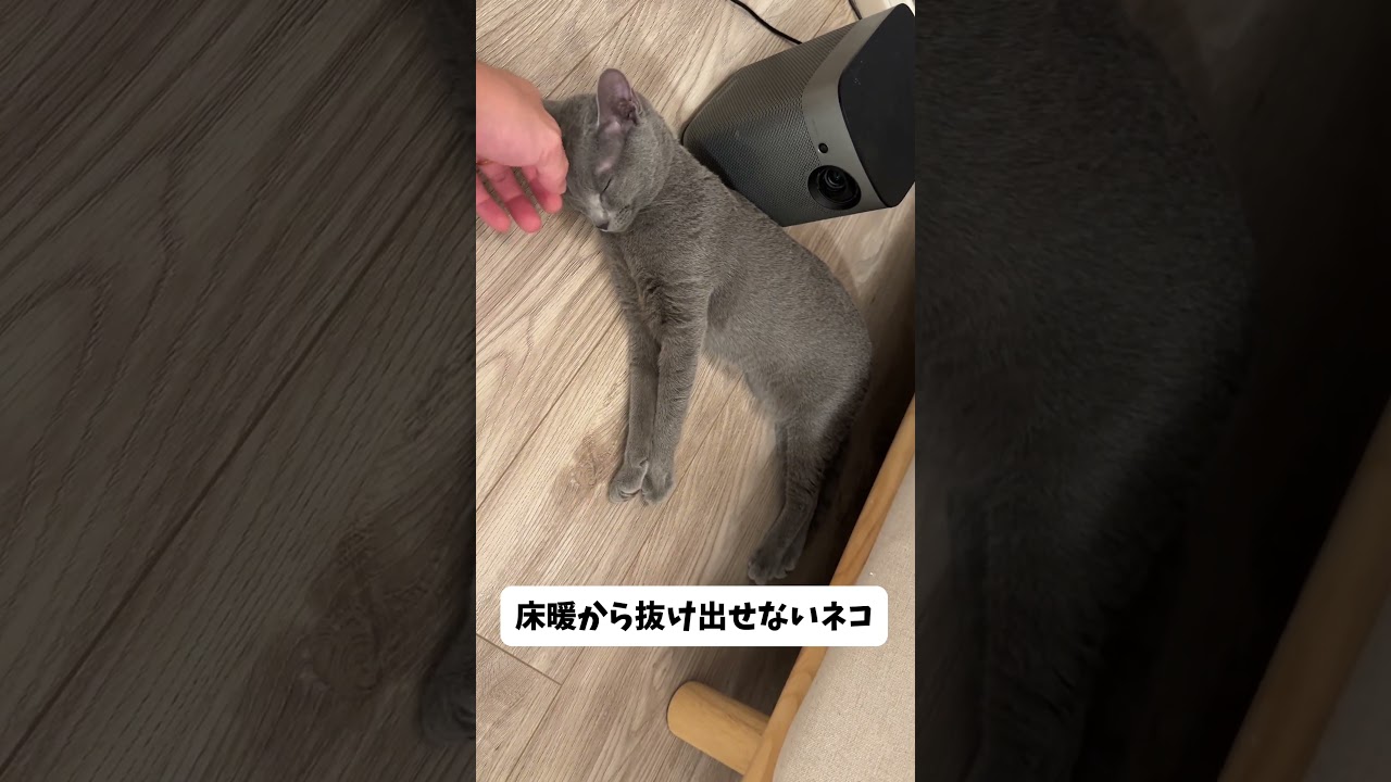 床暖ネコ #猫 #cat #ロシアンブルー #猫のいる暮らし