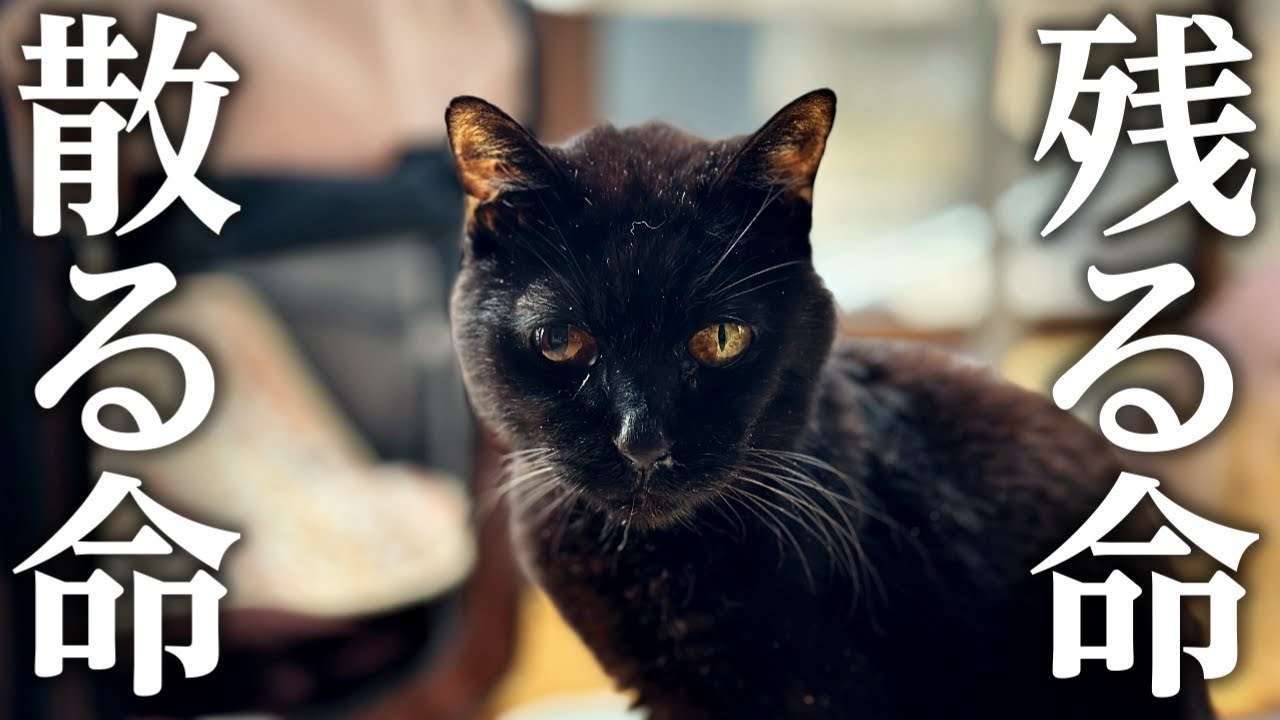 ガリガリの老猫を緊急保護して4日目！そして消えた命を見送る【地域猫】
