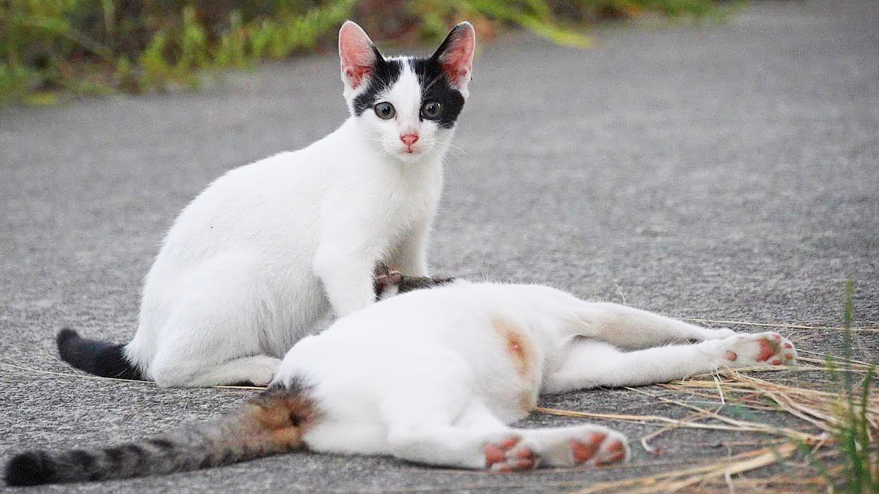 日本の子猫 成猫 野良猫 さくらねこたちにご飯をあげると・・・