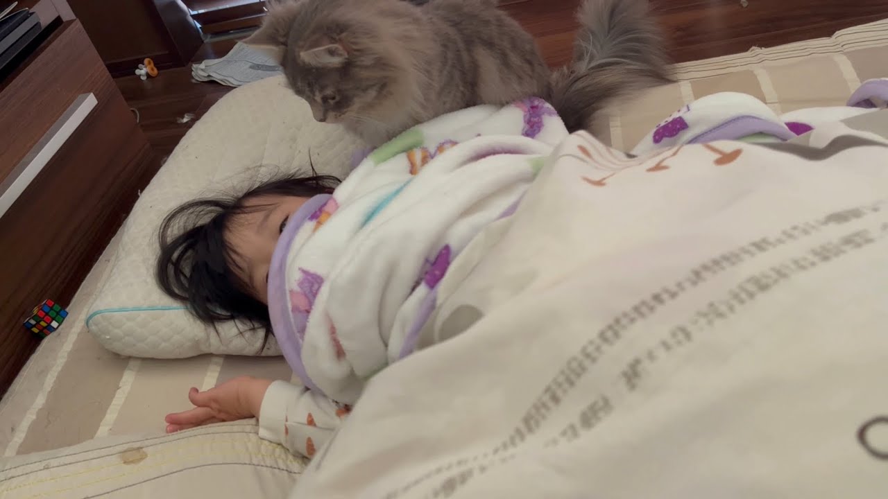ほぼ毎朝子供の枕元で目覚めを待つ猫　サイベリアン