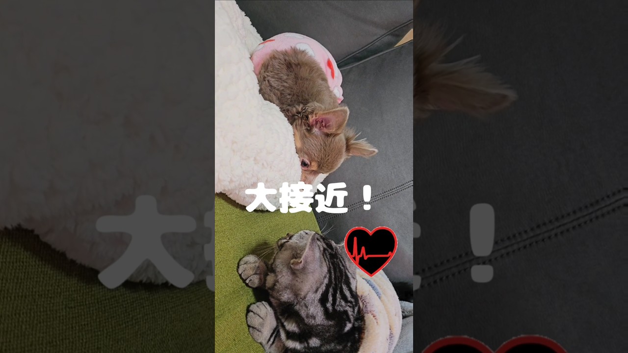 アメリカンショートヘアーの子猫の愛の行方は❓#Shorts#cat