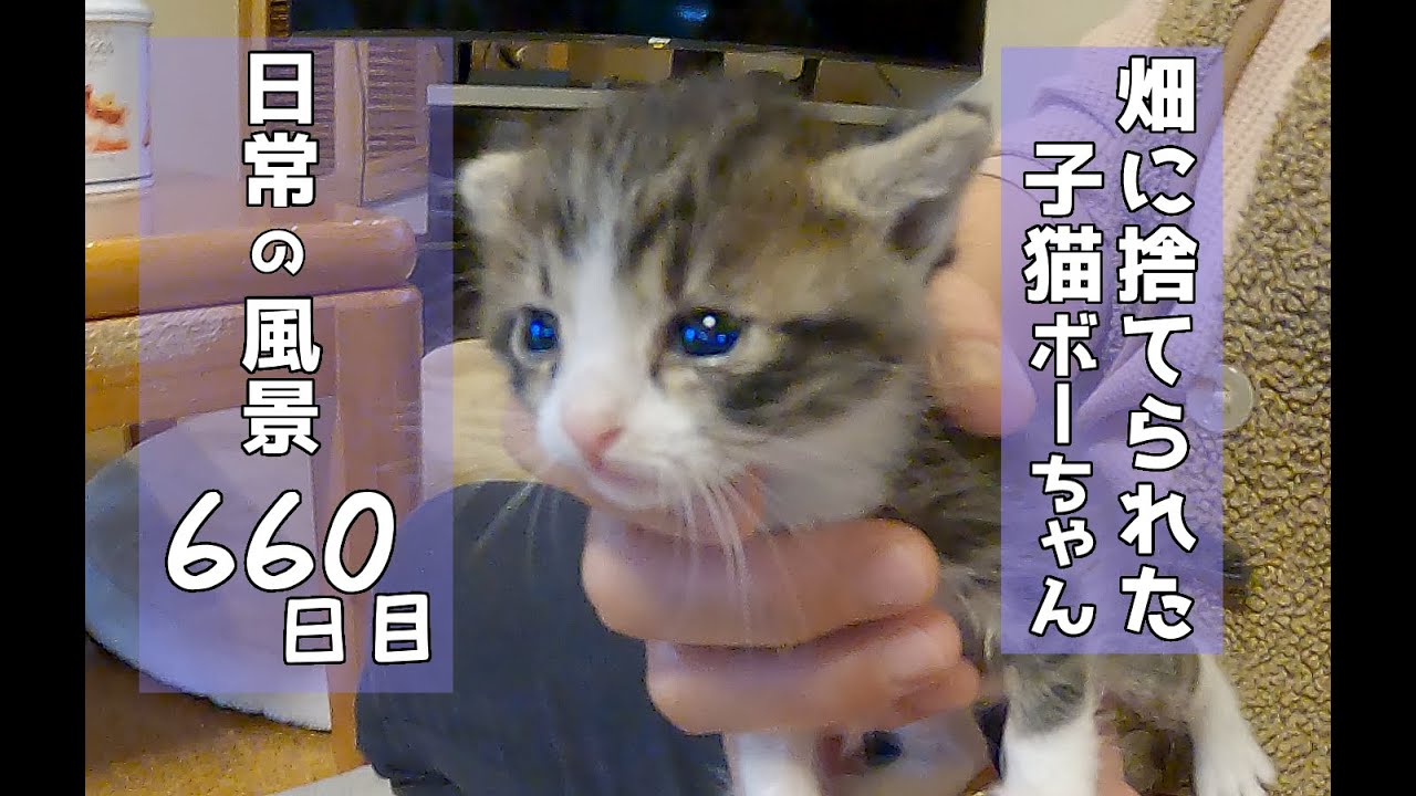【畑に捨てられた子猫】ボーちゃんのその後６６０日目🐈️#chill