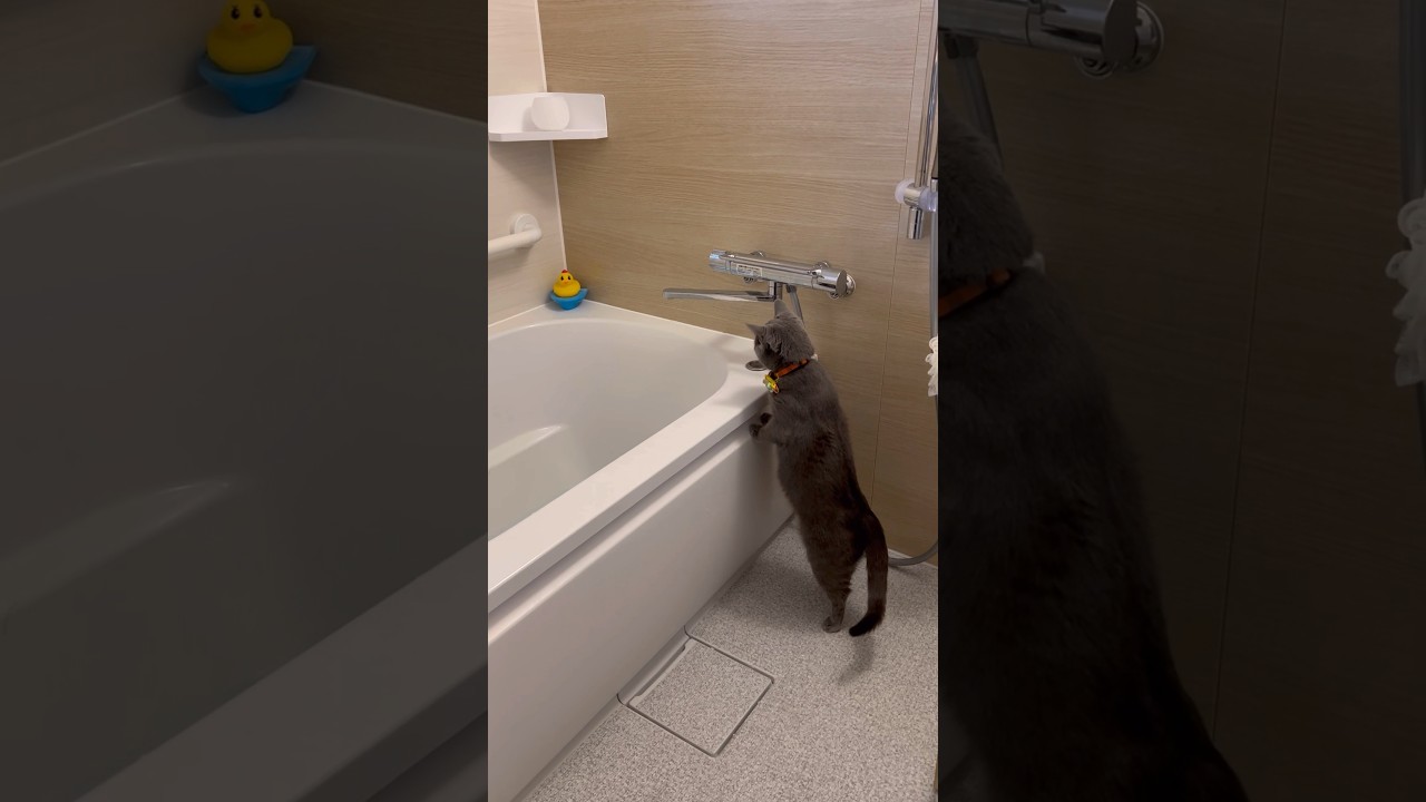 風呂パトロールのつむやま〜【シャルトリューつむやまの何をするところかよくわからん日記】 #猫のいる暮らし #ねこ #シャルトリュー #chartreux #猫好きさんと繋がりたい #ネコ風呂 #ネコ