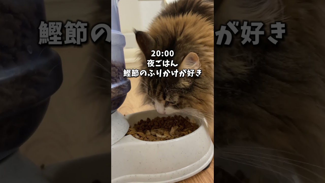 ノルウェージャンの生活が人間すぎる…   #猫 #cat #ノルウェージャンフォレストキャット #ノルウェージャン #北欧猫