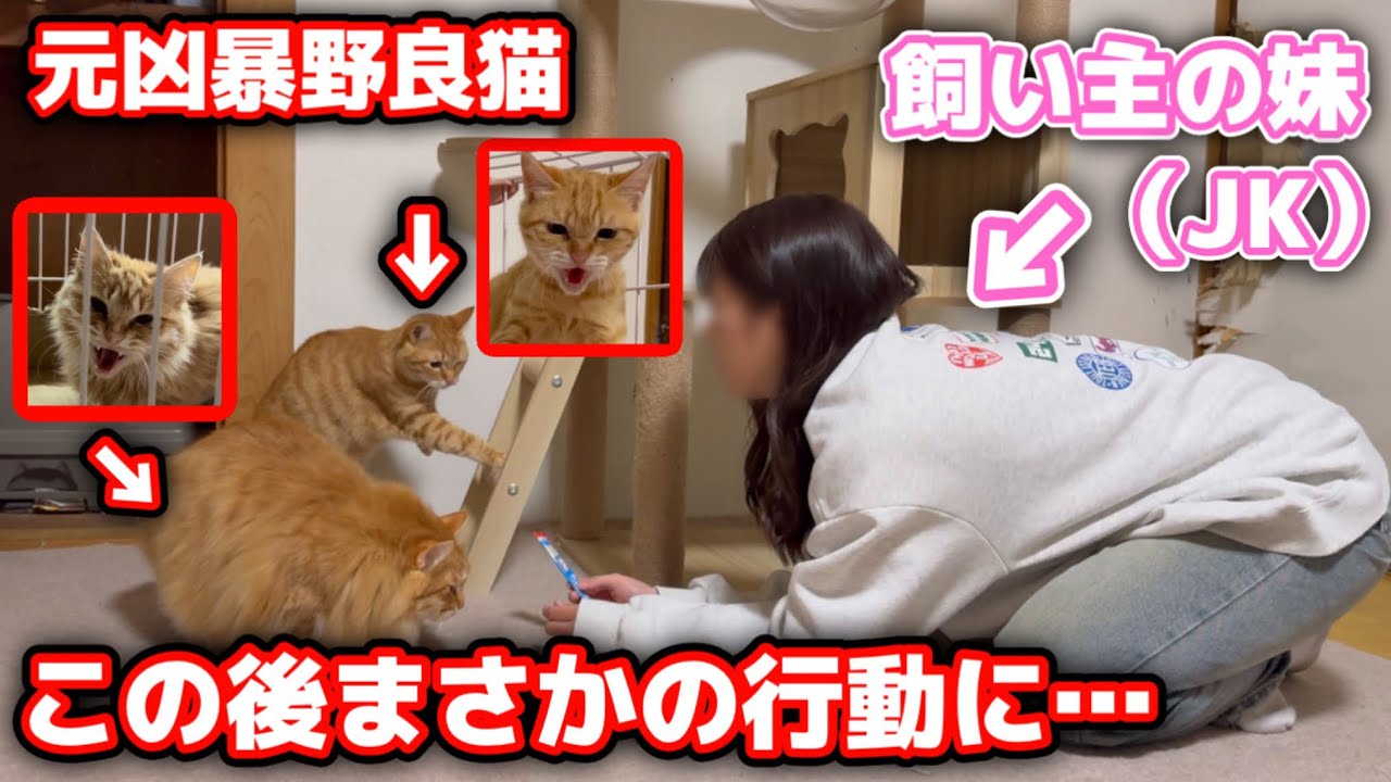 保護した子猫と妹を会わせたらとんでもないことになりました…