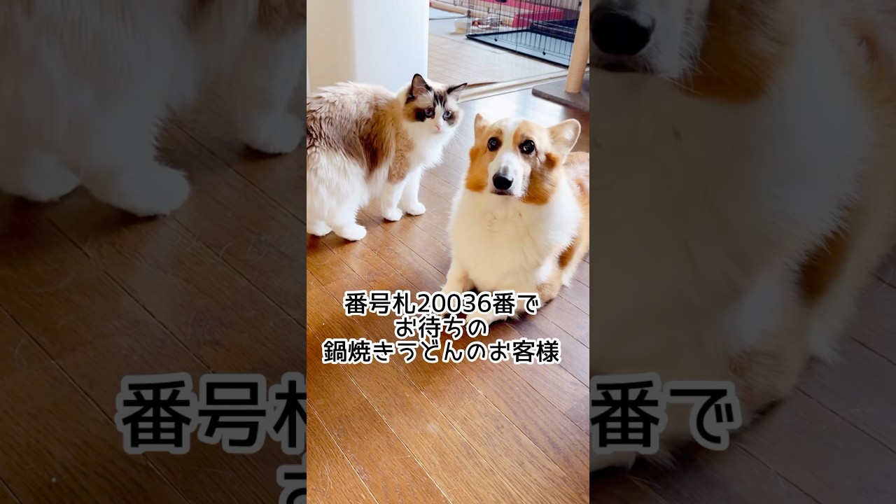 【鍋焼きうどんの人気店なの？】#猫 #犬 #ラグドール #コーギー#犬猫がいる生活 #shorts