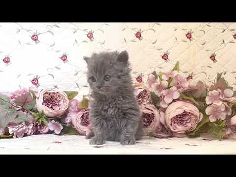 セルカークレックス クルクルコート☆超可愛い系美形長男くん　ブルー ソリッド（ロング）