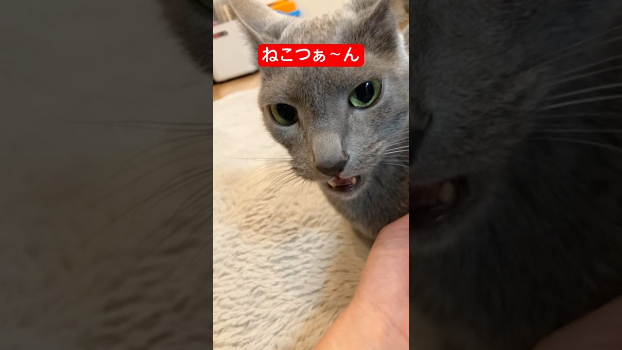 おとなしいねこつぁん#ロシアンブルー #猫