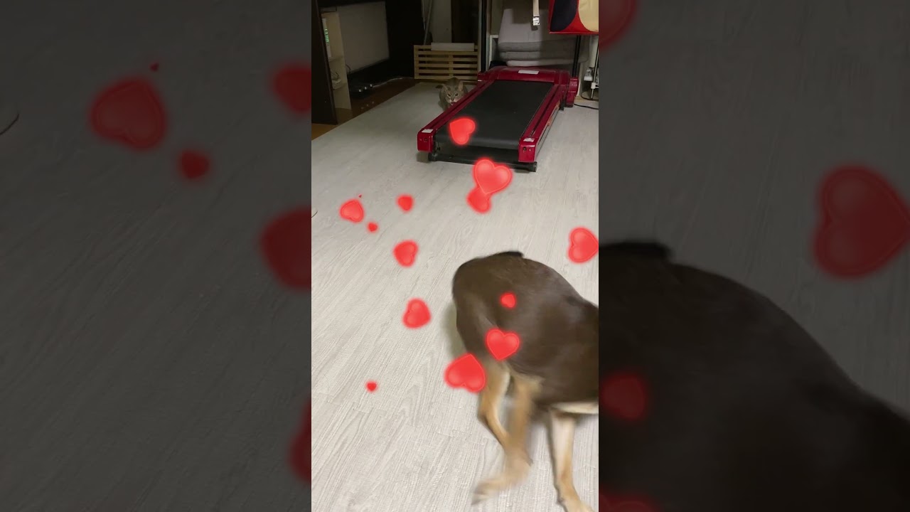 隠れているつもりだけど丸見えの猫 #shorts  #アビシニアン #チワワ