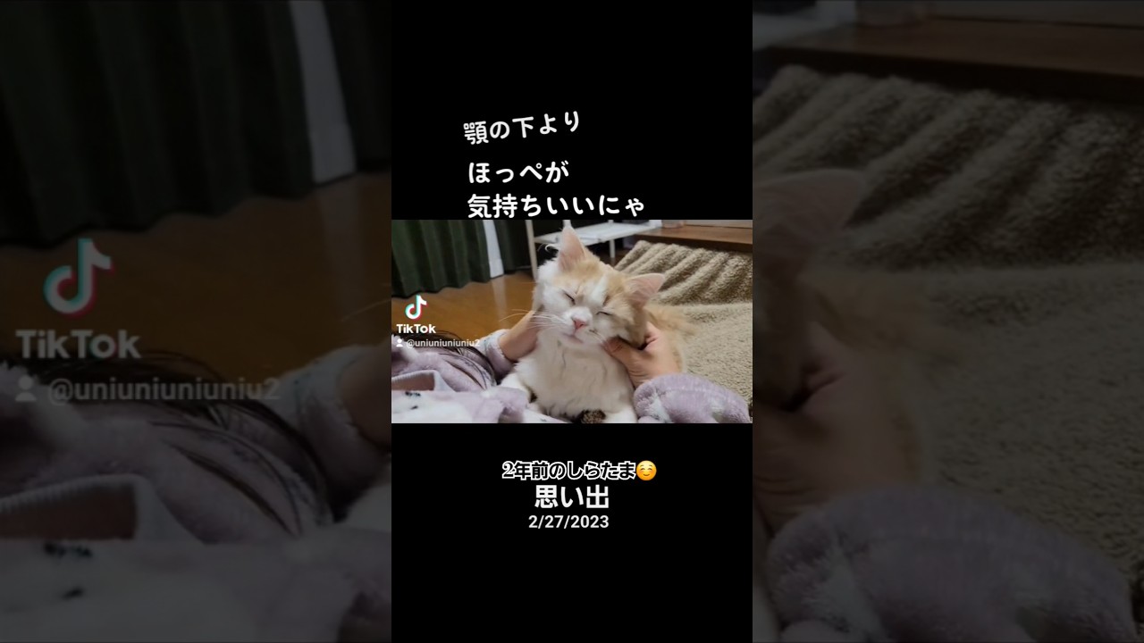 2年前のしらたま✨ #ラガマフィン #猫のいる暮らし #猫好きさんと繋がりたい