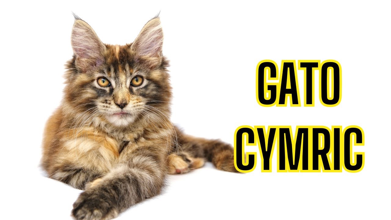 Descubre el gato Cymric: Historia y cuidados esenciales