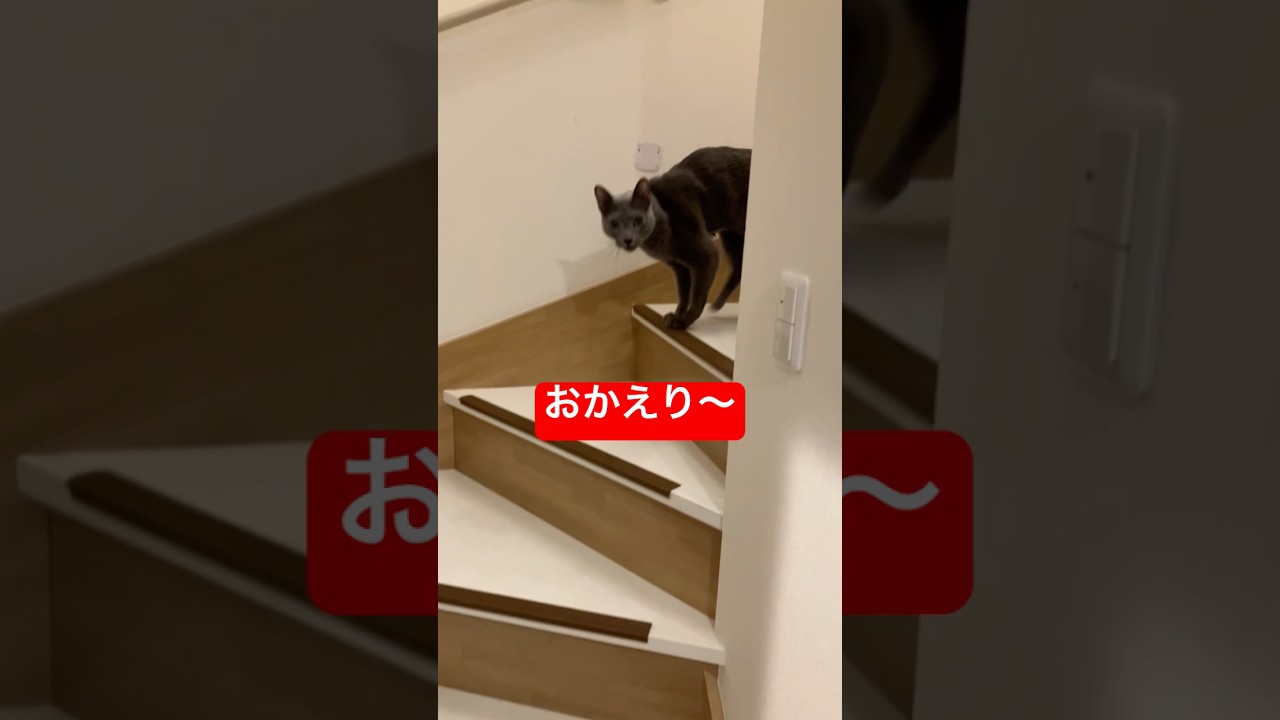 おかえり〜猫#ロシアンブルー #猫