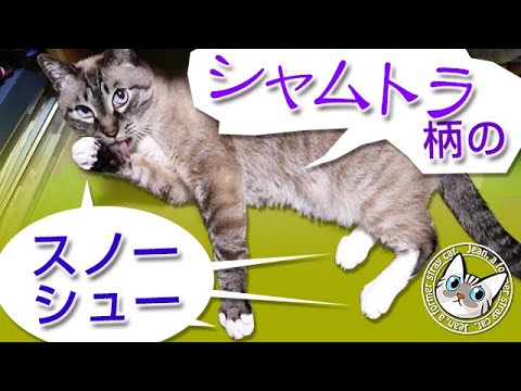 ジャンくんはシャムトラ柄のスノーシューなんだって【Jean & Pont 2506】2021/6/4　保護猫ジャンけんポン