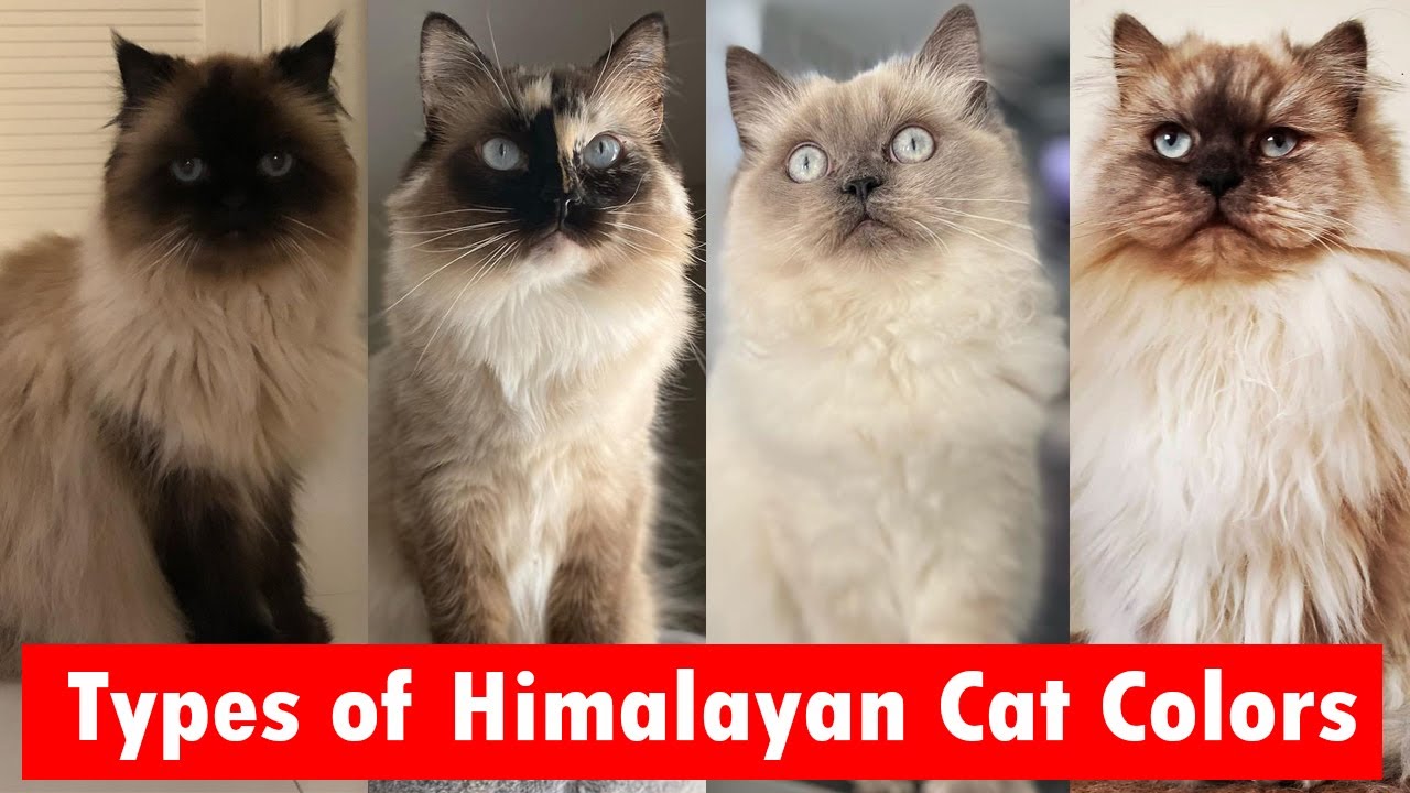 10 Types of Himalayan Cat Colors & Coat Patterns
