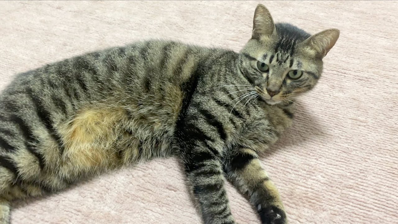 猫が｢PUMAのロゴ｣のポーズをしたら即終了