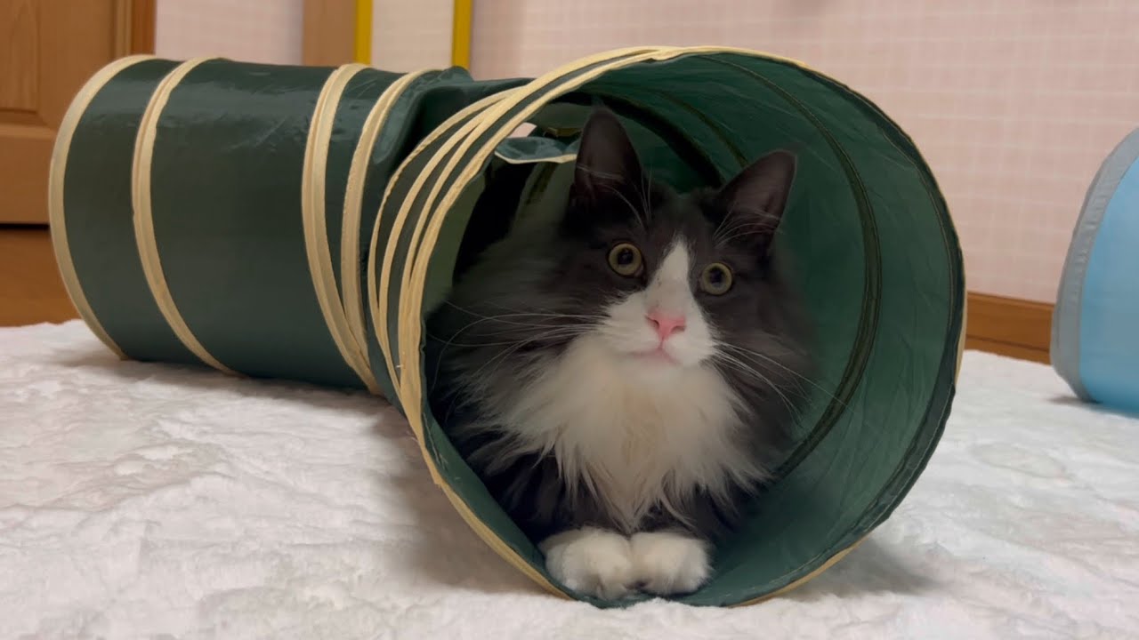 【元気♪】久しぶりにトンネルで遊んだにゃ！ノルウェージャンフォレストキャットとターキッシュアンゴラ