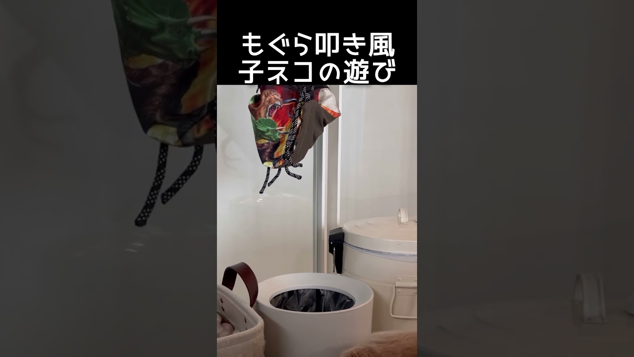 #子猫 #スコティッシュフォールド #猫好きさんと繋がりたい #猫のいる暮らし #cat #shorts #癒し動画