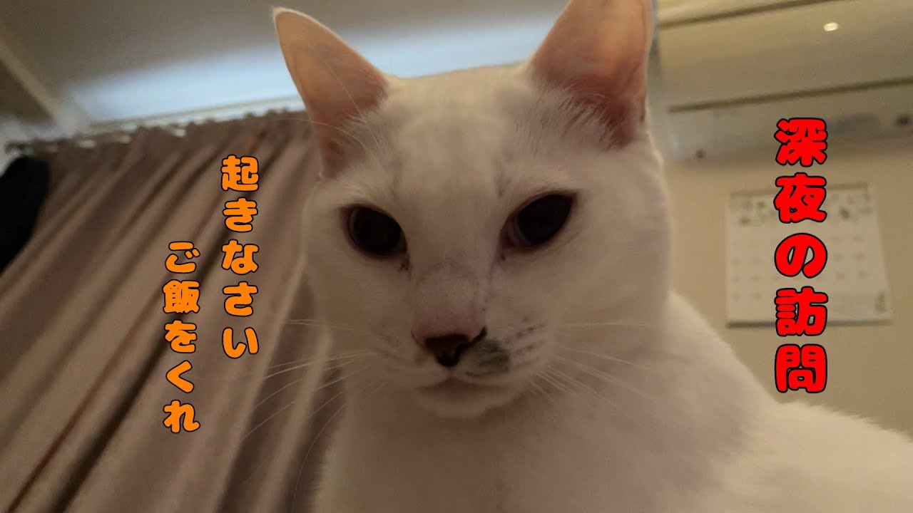 夜中に目が覚めたら上から見つめていた弟猫が可愛いすぎる