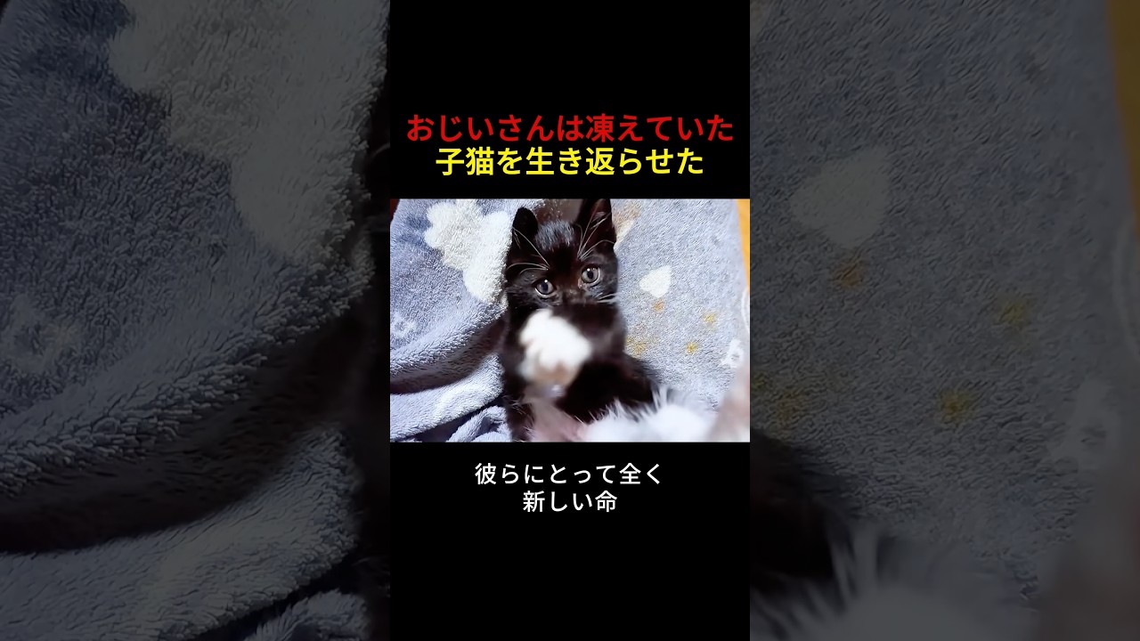 石のように凍った子猫を救出