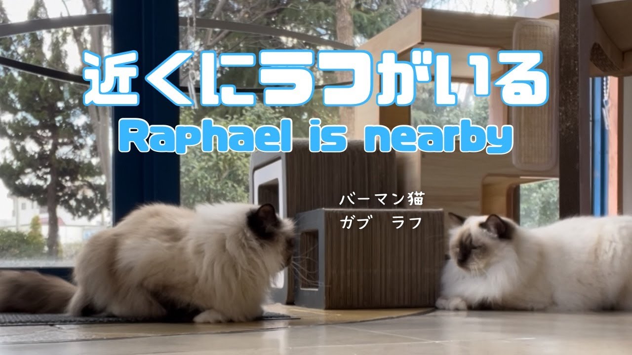 バーマン猫ガブとラフ【近くにラフがいる】Raphael is nearby（バーマン猫）Birman/Cat