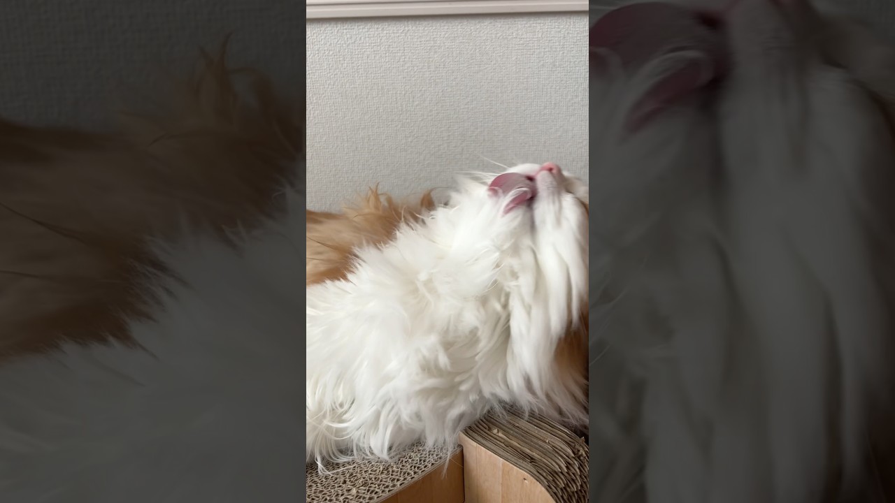 ねるちゃんのひっくり返りそうな毛づくろい　#ragamuffin #cat #ねこ #猫のいる暮らし #ラガマフィン