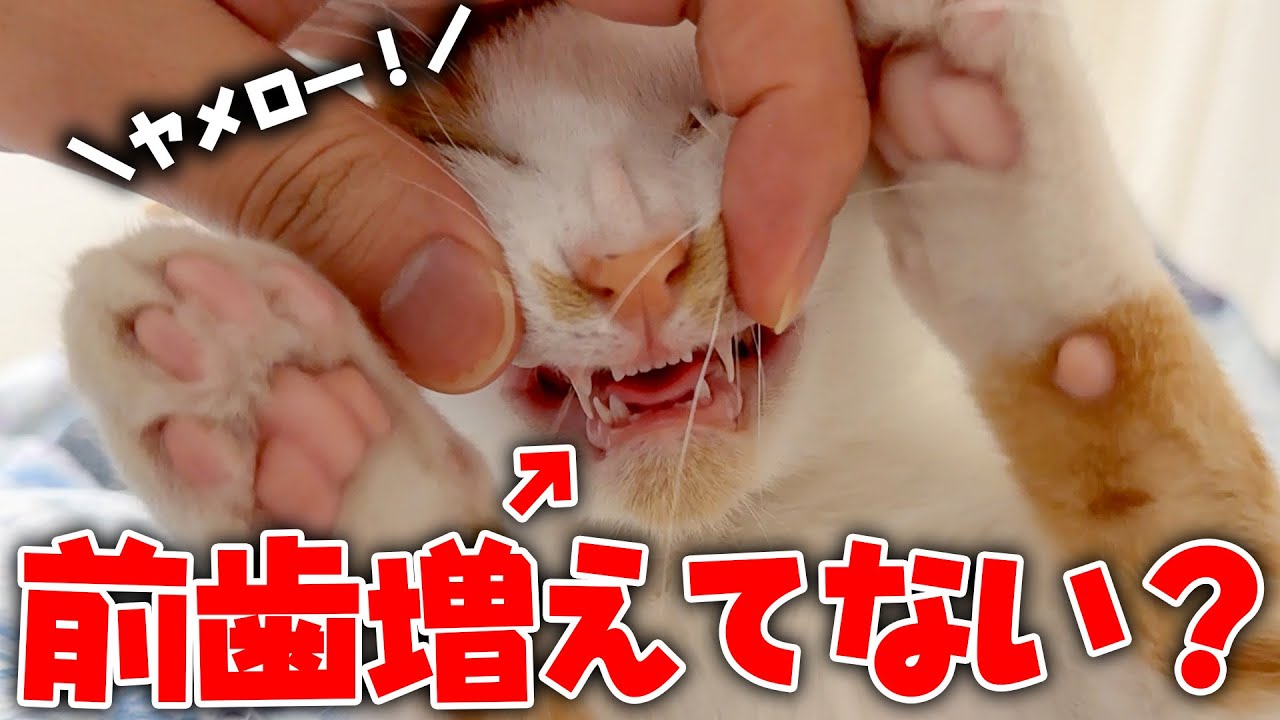 【え？】子猫の歯が抜けたと思ったらなぜか増えていた件について。