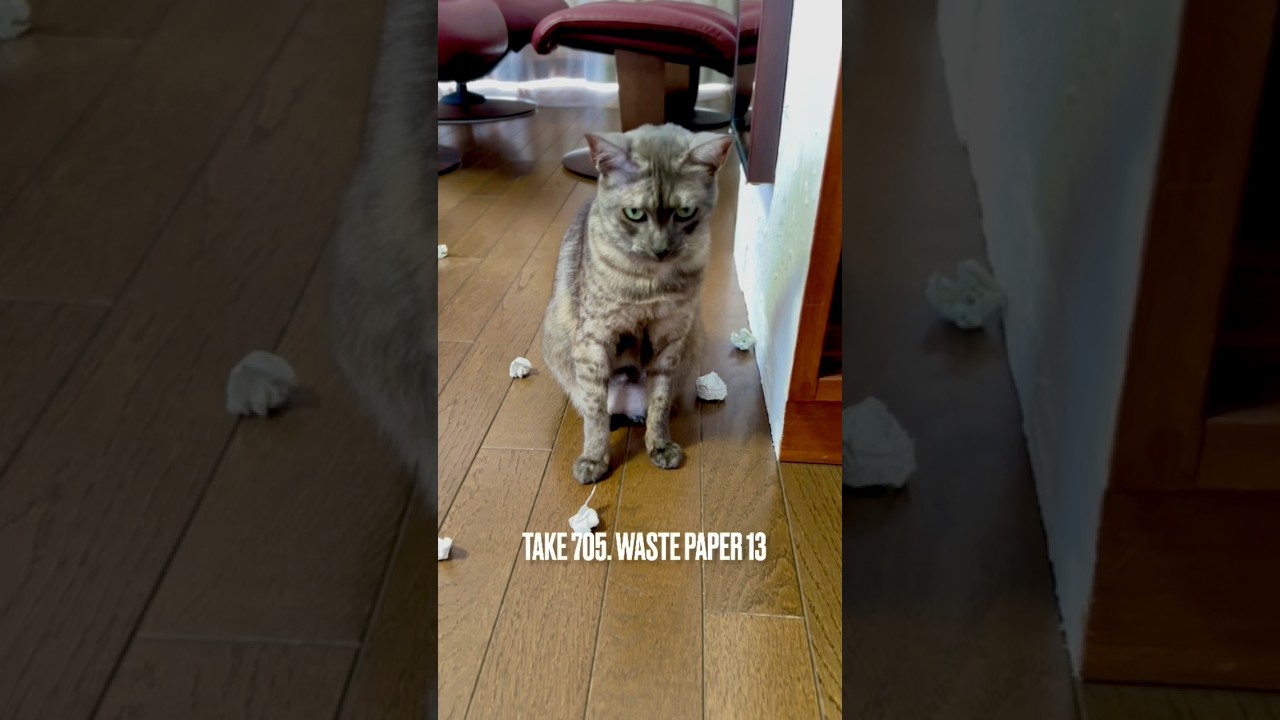 #紙屑 遊び #気乗りしない から #魔法 で #逆戻し にゃ‼️#egyptianmaucat #エジプシャンマウの仲間たち #エジプシャンマウスモーク #ねこのきもち #shorts