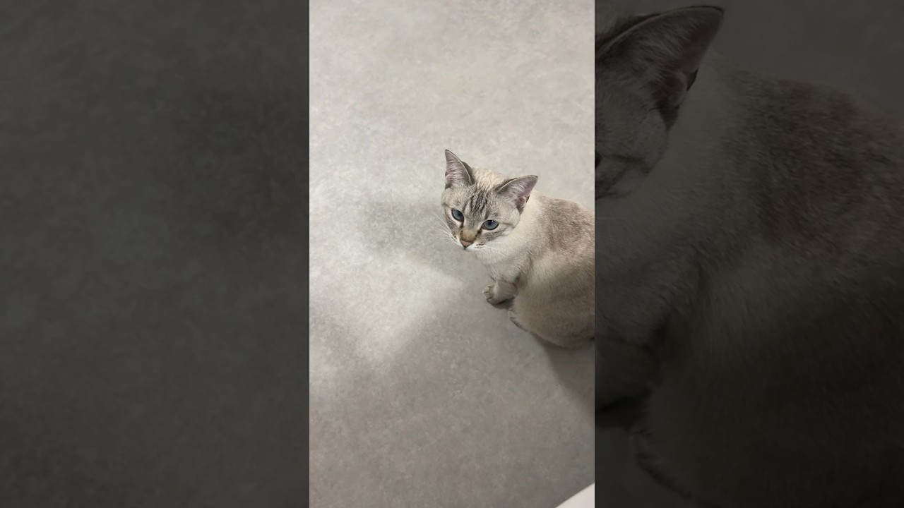 鳴いて訴えてきてる猫　#シャムトラ #元保護猫 #シャムミックス  #cat #猫耳 #kitten  #猫耳 #siamesemix