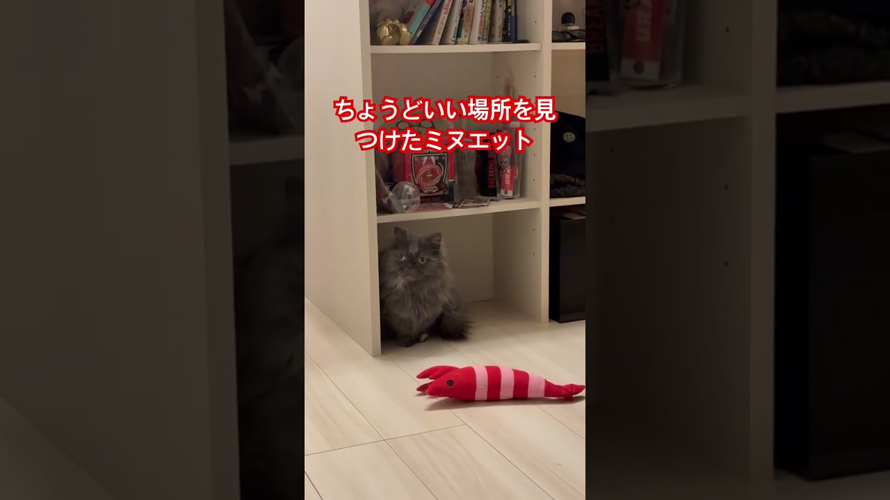 インテリアになりたいのかな？#shorts #cat #ミヌエット#短足猫 #猫 #猫のいる暮らし #猫のいる生活 #短足マンチカン #ねこ #music#レーベン #子ネコ #猫好きさんと繋がりたい