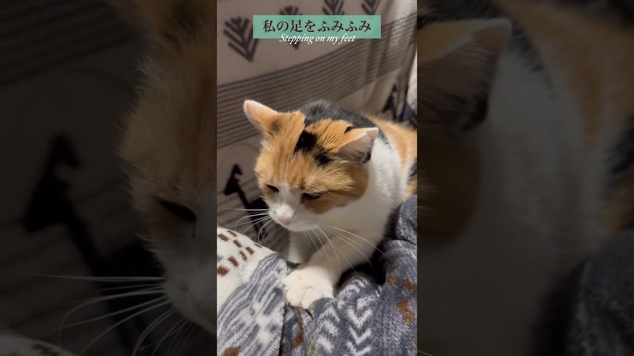 【三毛猫】ふみふみが得意なミケ