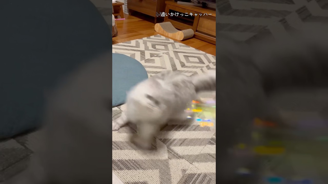 穴を掘る猫。#ドリル #ペルシャ#チンチラ#猫#ねこ #猫のいる暮らし #癒し #いやし#cat  #ふわふわ