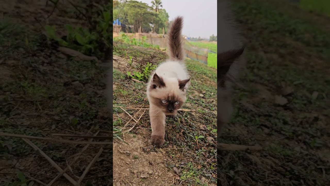 シャム猫のいたずら大作戦 #シャム猫 #猫のいる暮らし