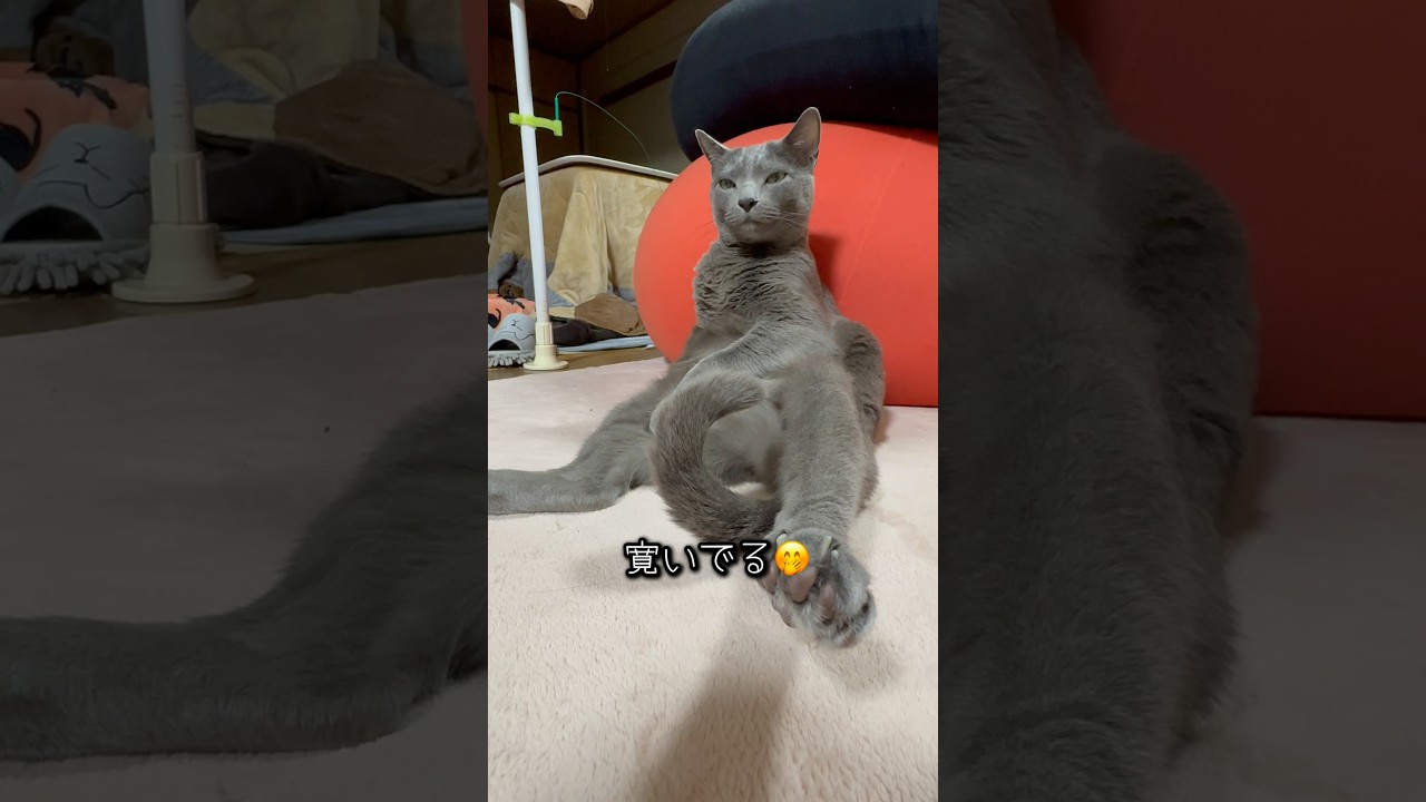【ロシアンブルー】めろんまるで〝人〟のようです🤭【猫】#shorts