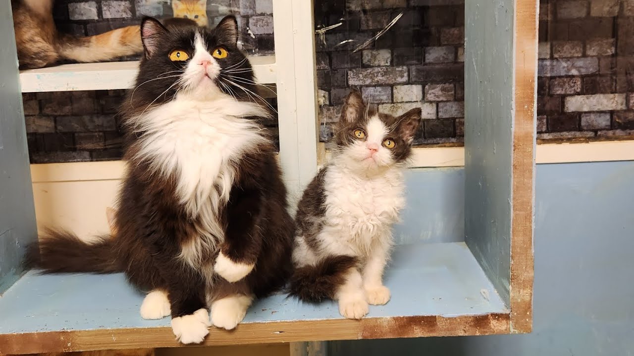 ラパーマの子猫パセリ君がカワユイ件について@柏の猫カフェ猫の手