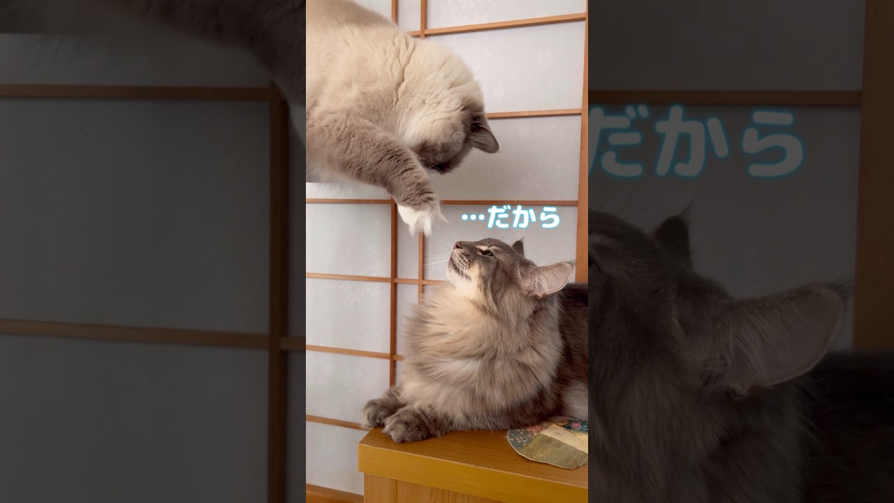 だから、やめなさいって！ #shorts #ノルウェージャンフォレストキャット #サイベリアン #cat