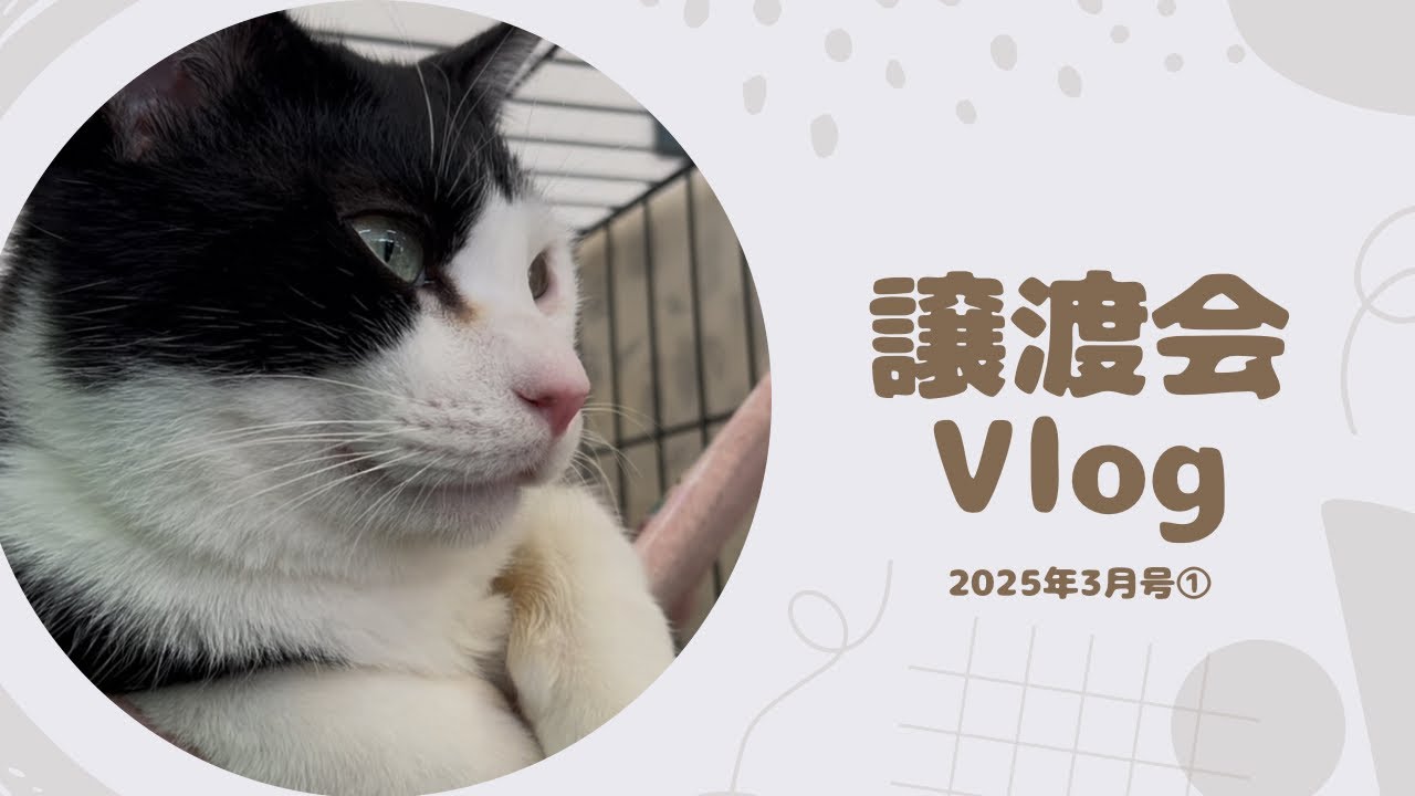 ［譲渡会Vlog］♯3  可愛いお顔の保護猫たち😻