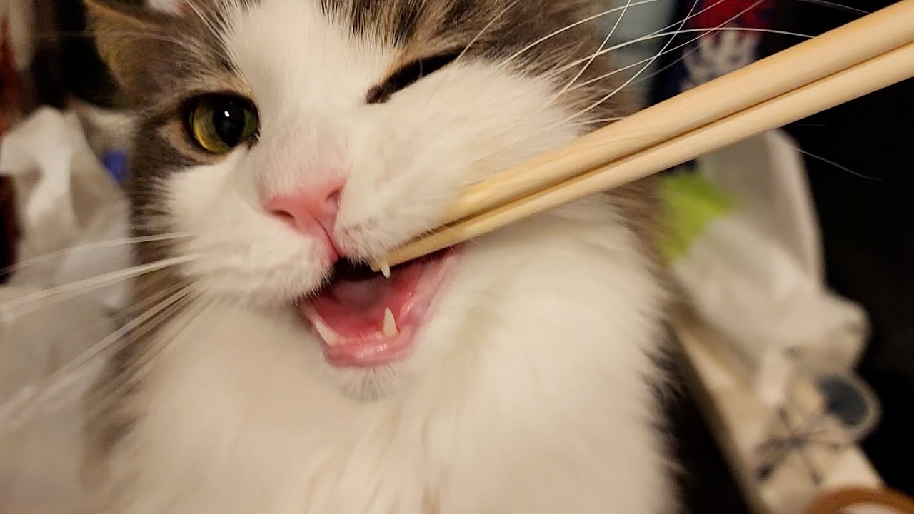 美猫ノルウェージャンがお箸をカミカミして歯型をつけたがる姿がコチラです